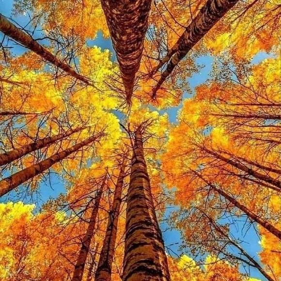 Meet your Posher - Picture 1 of 1